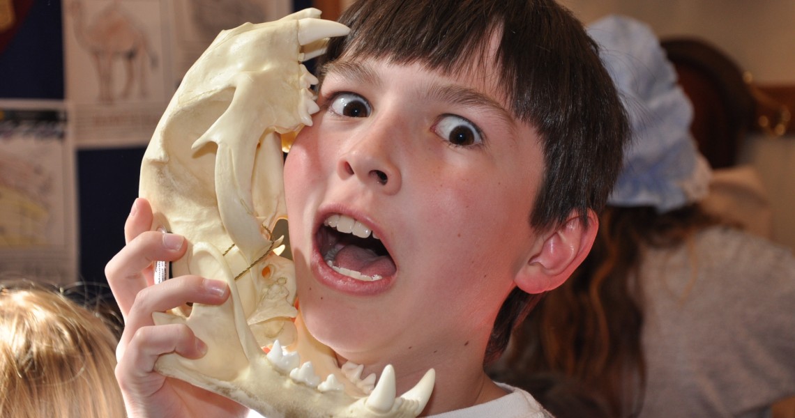 Boy holding a model animal skull up.