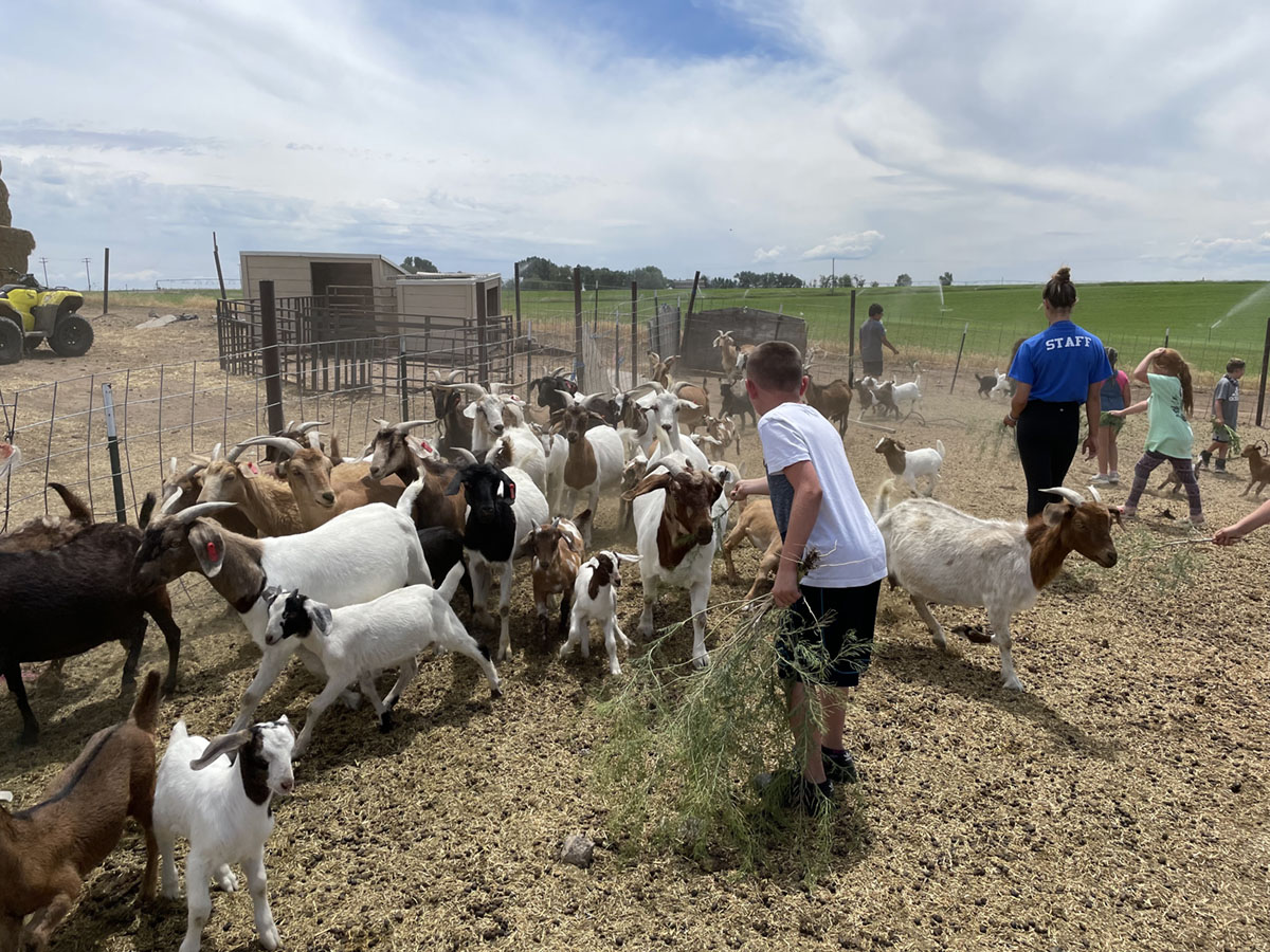 Boy facing hoard of goats as part of a summer activity in Twin Falls, ID.